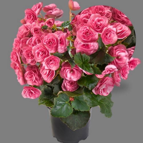 Begonia elatior BK Collection 'Rhodee Pink' - Roosbegoonia BK Collection 'Rhodee Pink'